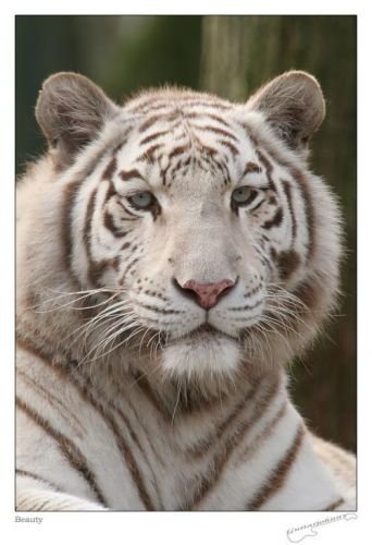 Белый (серебрянный тигр)