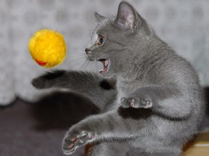 Игры для кошек, научить кошку полезным командам
